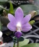 Phal. Purple Martin var. blue 2.5''