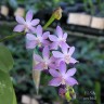 Phal. Purple Martin var. blue 2.5''