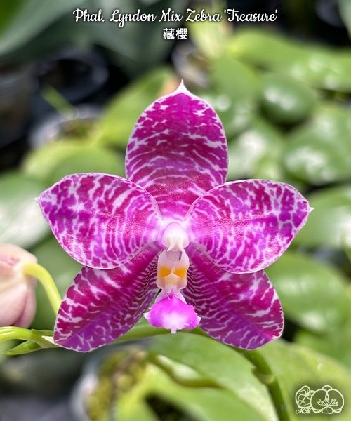 Phal. Lyndon Mix Zebra 'Treasure' 2.5"