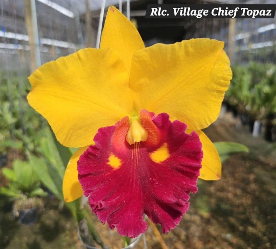 Rlc. Village Chief Topaz 2.5''