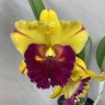 Rlc. Village Chief Topaz 2.5''