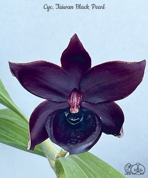 Cyc. Taiwan Black Pearl 3.0"