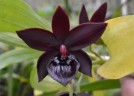 Cyc. Taiwan Black Pearl 3.0"