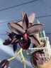 Cyc. Taiwan Black Pearl 3.0"