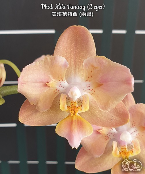 Phal. Miki Fantasy (2 eyes) 2.5''