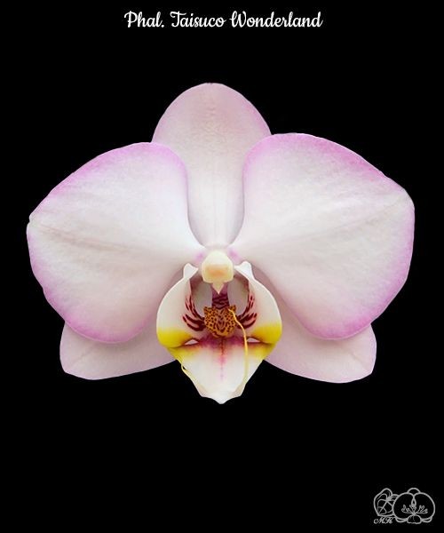 Phal. Taisuco Wonderland 2.5'' УЦЕНКА (мех. повр. лист.)
