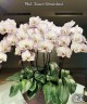 Phal. Taisuco Wonderland 2.5'' УЦЕНКА (мех. повр. лист.)
