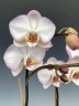 Phal. Taisuco Wonderland 2.5'' УЦЕНКА (мех. повр. лист.)
