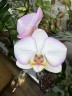 Phal. Taisuco Wonderland 2.5'' УЦЕНКА (мех. повр. лист.)