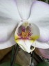 Phal. Taisuco Wonderland 2.5'' УЦЕНКА (мех. повр. лист.)
