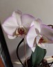 Phal. Taisuco Wonderland 2.5'' УЦЕНКА (мех. повр. лист.)