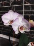 Phal. Taisuco Wonderland 2.5'' УЦЕНКА (мех. повр. лист.)