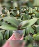 Phal. Taisuco Wonderland 2.5'' УЦЕНКА (мех. повр. лист.)