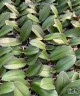 Phal. Taisuco Wonderland 2.5'' УЦЕНКА (мех. повр. лист.)
