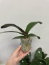 Phal. Taisuco Wonderland 2.5'' УЦЕНКА (мех. повр. лист.)