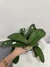 Phal. Taisuco Wonderland 2.5'' УЦЕНКА (мех. повр. лист.)