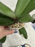 Phal. Taisuco Wonderland 2.5'' УЦЕНКА (мех. повр. лист.)
