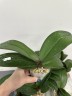 Phal. Taisuco Wonderland 2.5'' УЦЕНКА (мех. повр. лист.)