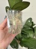 Phal. Taisuco Wonderland 2.5'' УЦЕНКА (мех. повр. лист.)