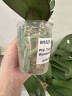 Phal. Taisuco Wonderland 2.5'' УЦЕНКА (мех. повр. лист.)