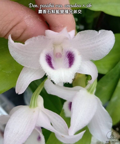 Den. parishii var. coerulea × sib 2.0'