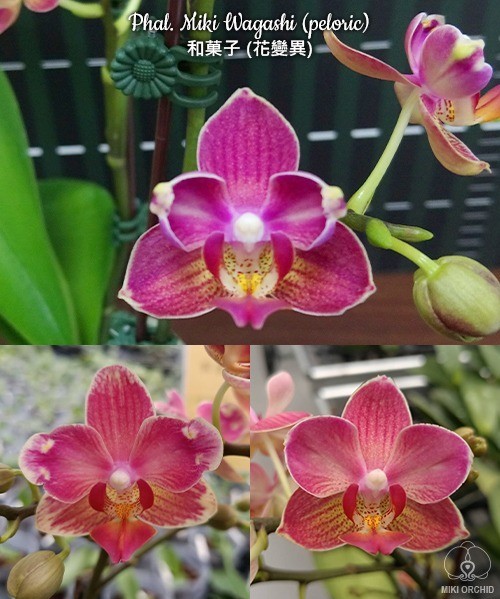 Phal. Miki Wagashi (peloric) 2.5"