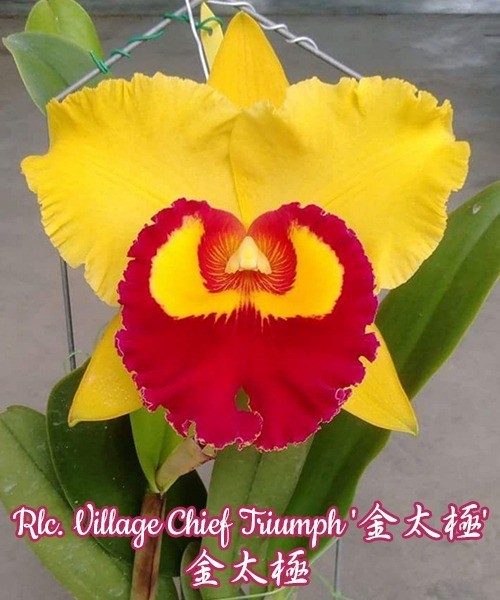 Rlc. Village Chief Triumph 2.5''
