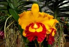 Rlc. Village Chief Triumph 2.5''