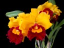 Rlc. Village Chief Triumph 2.5''