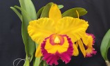 Rlc. Village Chief Triumph 2.5''