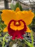 Rlc. Village Chief Triumph 2.5''