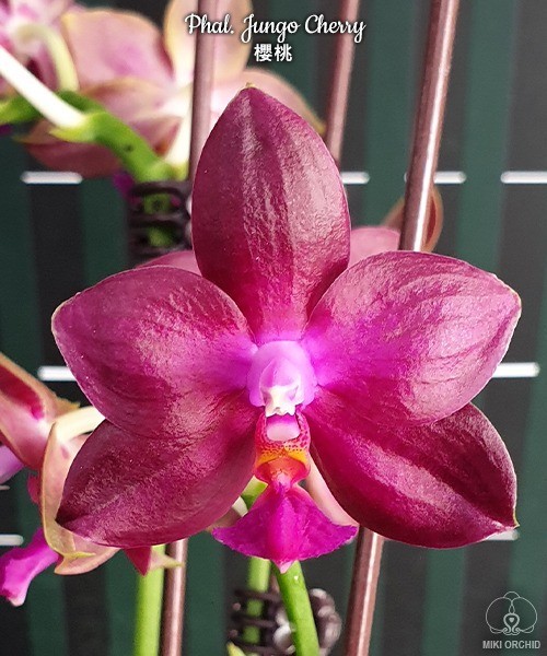 Phal. Jungo Cherry 2.5''