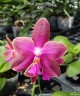 Phal. Jungo Cherry 2.5''