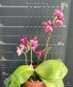 Phal. Jungo Cherry 2.5''