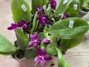 Phal. Jungo Cherry 2.5''