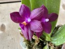 Phal. Jungo Cherry 2.5''