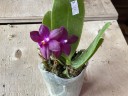 Phal. Jungo Cherry 2.5''