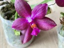Phal. Jungo Cherry 2.5''