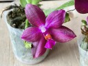 Phal. Jungo Cherry 2.5''