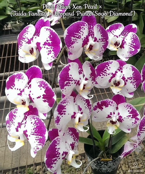 Phal. Chian Xen Pearl × (Taida Fantasy × Leopard Prince 'Sogo Diamond') 2.5'