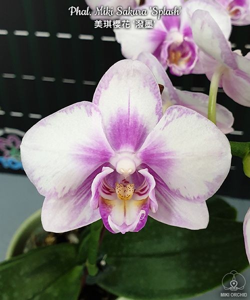 Phal. Miki Sakura 'Splash' 2.5''
