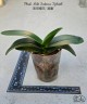 Phal. Miki Sakura 'Splash' 3.0''