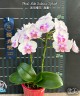 Phal. Miki Sakura 'Splash' 3.0''