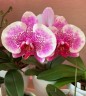 Phal. I-Hsin Stacy 3.0"