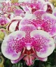 Phal. I-Hsin Stacy 3.0"