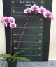 Phal. I-Hsin Stacy 3.0"