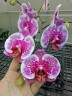 Phal. I-Hsin Stacy 3.0"