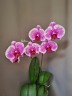 Phal. I-Hsin Stacy 3.0"