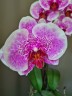 Phal. I-Hsin Stacy 3.0"