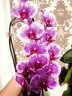 Phal. I-Hsin Stacy 3.0"